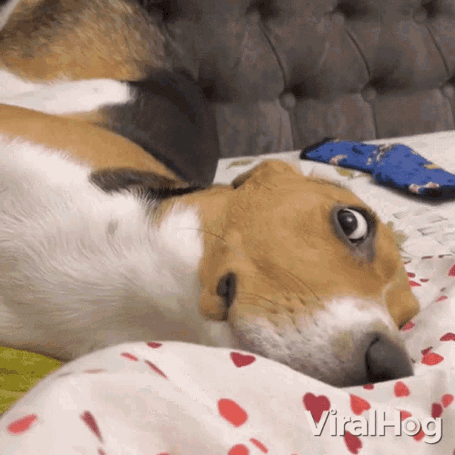 What Are You Looking At Viralhog GIF - What Are You Looking At Viralhog Whatchu Lookin At GIFs