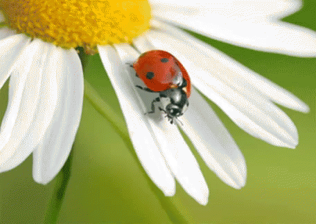 Daisy Ladybug GIF - Daisy Ladybug Moving GIFs