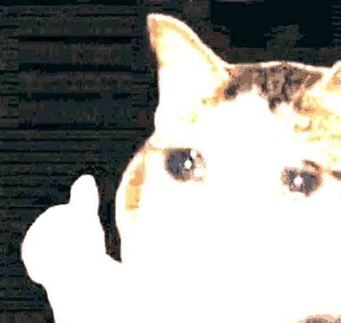 a close up of a cat 's face with a dark background
