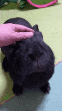a person is petting a black rabbit 's head