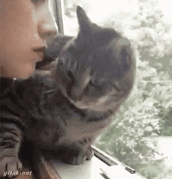 Kiss Cat GIF - Kiss Cat Rejec GIFs