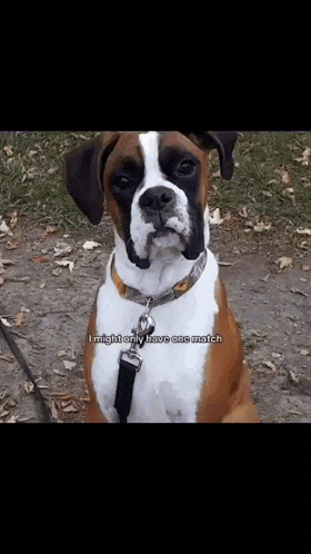 a brown and white boxer dog on a leash