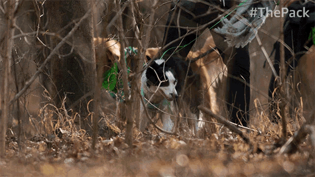 Hunting The Pack GIF - Hunting The Pack Dogs In The Woods GIFs