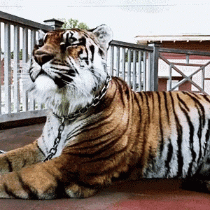 a tiger with a chain around its neck laying on the ground