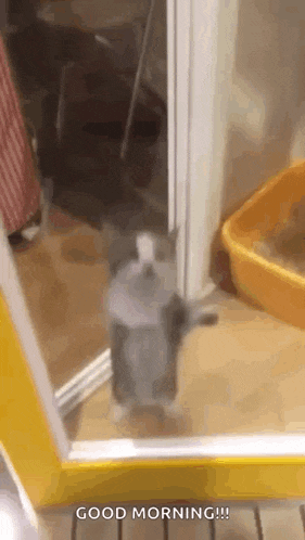 a cat is standing on its hind legs in front of a mirror in a room .