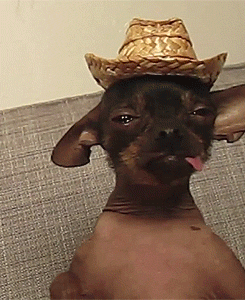 Sad Chihuahua GIF