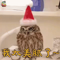 猫头鹰 圣诞帽 我太美腻了 我太美丽了 可爱 GIF - Owl Christmas Hat Im Gorgeous GIFs