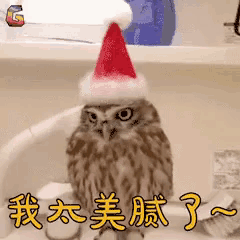 an owl wearing a santa hat is sitting in a bowl .