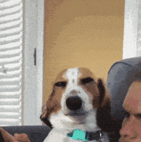 a brown and white dog wearing a blue collar looks at the camera while sitting next to a man