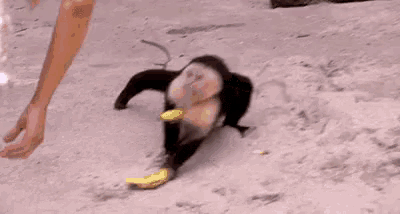 a monkey is eating a banana on the beach and a woman is holding it .