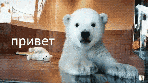 a polar bear cub is laying on a table with a teddy bear in the background and the words привет in russian