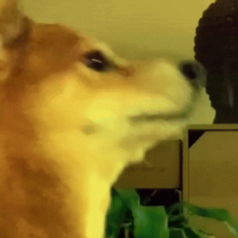 Dance Party Dog GIF
