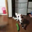 Excited First Time GIF - Excited First Time Cat GIFs
