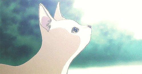 a close up of a cat 's face looking up at the sky
