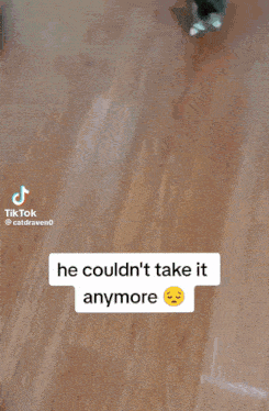 a cat is walking next to a robotic vacuum cleaner .