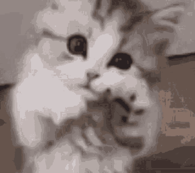 a close up of a cat 's face with a mouse in the background .