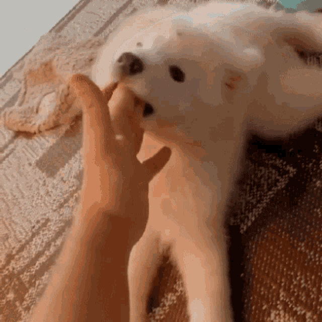 a white dog is biting a person 's finger on the floor