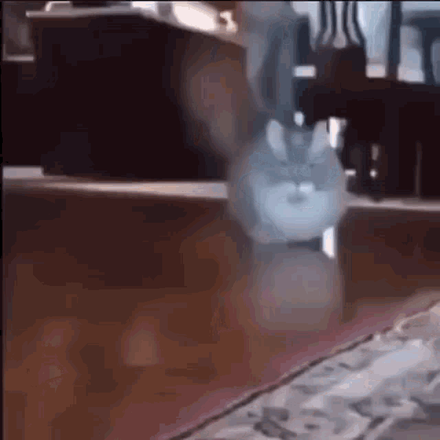 a cat is walking on a rug in a room .