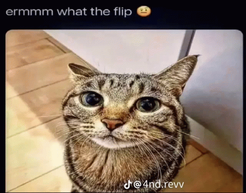 What The Flip GIF - What The Flip GIFs
