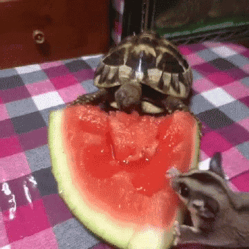 Turtle Watermelon GIF - Turtle Watermelon GIFs