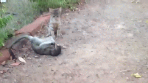 Tag! You'Re Hey Wait! GIF - Play Fight Animal GIFs