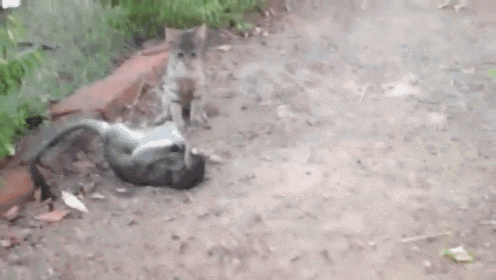 a cat is laying on the ground next to a plant .