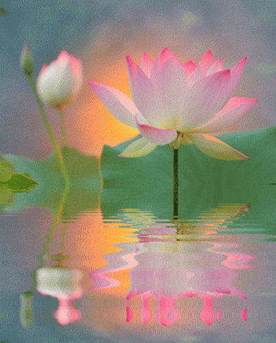 Flower5 Lotus7 GIF - Flower5 Lotus7 GIFs