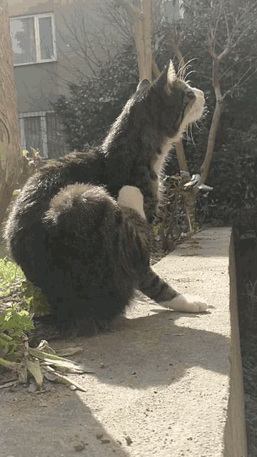 a cat is sitting on a concrete ledge and looking to the side