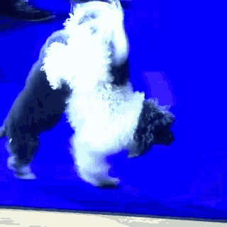 a black and white dog standing on its hind legs on a blue surface