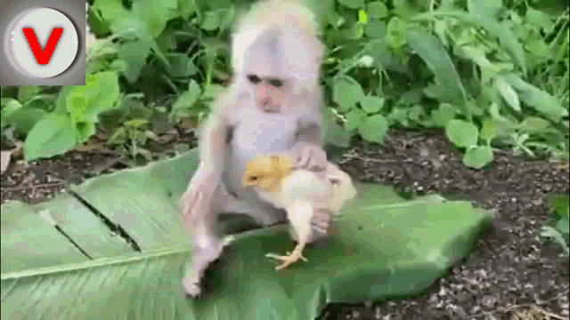 Monkey Kiss Chicken GIF