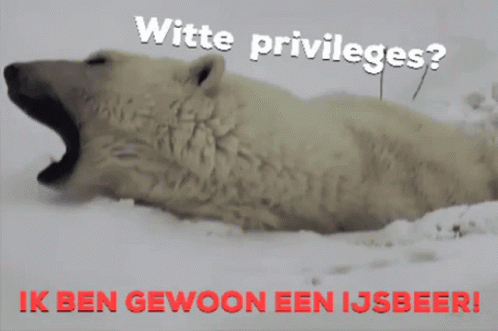 Witte Privileges Ijsbeer GIF - Witte Privileges Ijsbeer Ik Ben Gewoon Een Ijsbeer GIFs