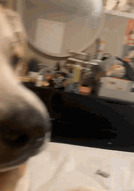 a close up of a dog 's nose with a mirror in the background