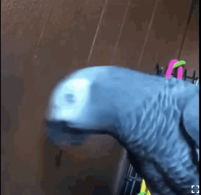 What The Hell Was That Syd GIF - What The Hell Was That Syd African Grey Parrot GIFs
