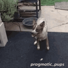 a dog standing on a black mat with the words pragmatic_pups written on the bottom