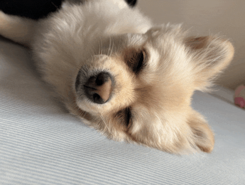 a small dog laying on its back on a bed with its eyes closed