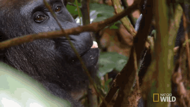 a close up of a gorilla with the words national geographic wild on the bottom