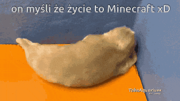 a seal is laying on a table with the words on mysli ze zycie to minecraft xd below it