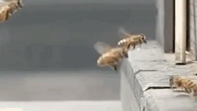 Bees Collision GIF - Bees Collision Collide GIFs
