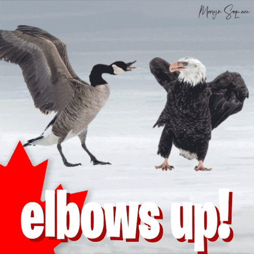 a bald eagle standing next to a goose with the words elbows up behind them
