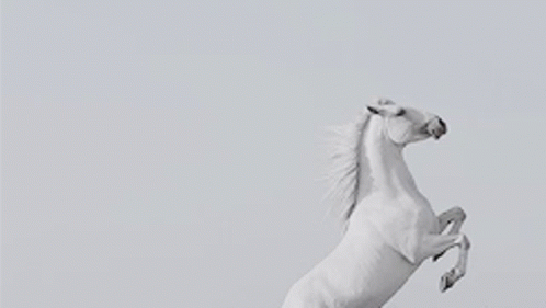 Horse Aesthetic GIF - Horse Aesthetic GIFs