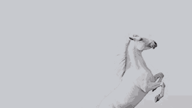 a white horse is rearing up on its hind legs against a white background .