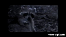 a picture of a raccoon with the words " what do you think we have those wonderfully articulate fingers for "