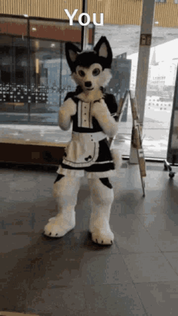 a husky mascot dressed as a maid is standing in front of a window with the words you above him
