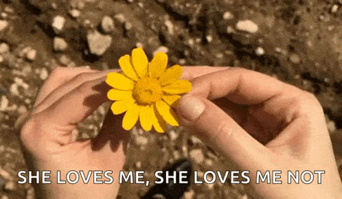 a person is holding a yellow flower in their hands with the caption `` she loves me , she loves me not '' .
