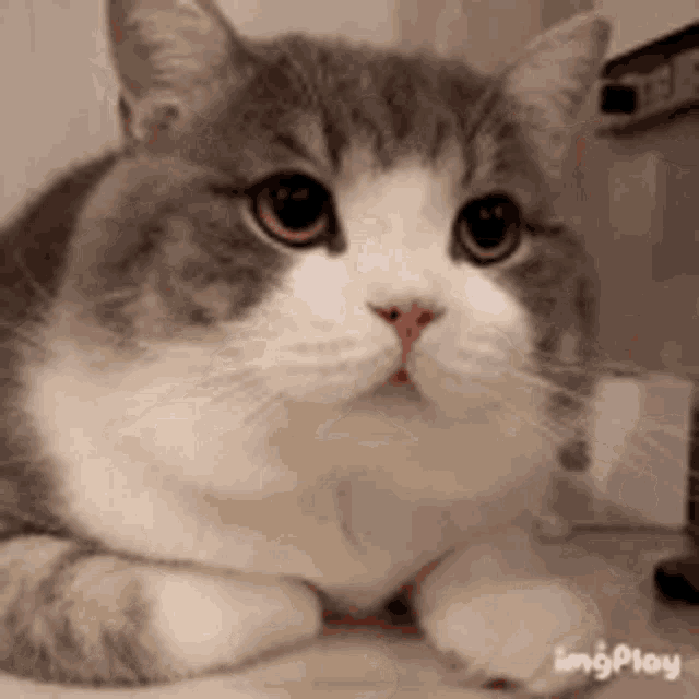 a close up of a gray and white cat laying down on the floor looking at the camera .