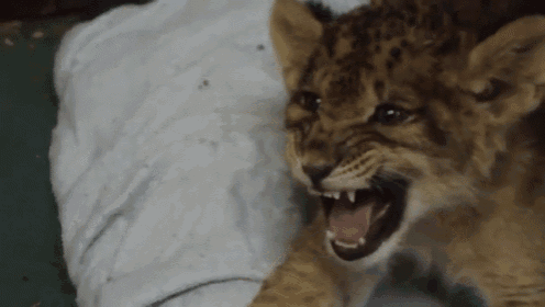 a close up of a lion cub laying on a white towel