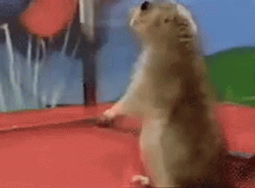 Yes Squirrel GIF - Yes Squirrel Look Back GIFs