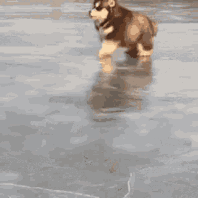 Happy Dog GIF - Happy Dog Runningdog GIFs
