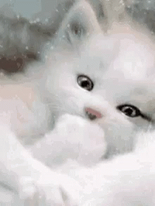 Blink Kitten GIF - Blink Kitten GIFs