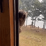 a cat is looking out of a window at a field .